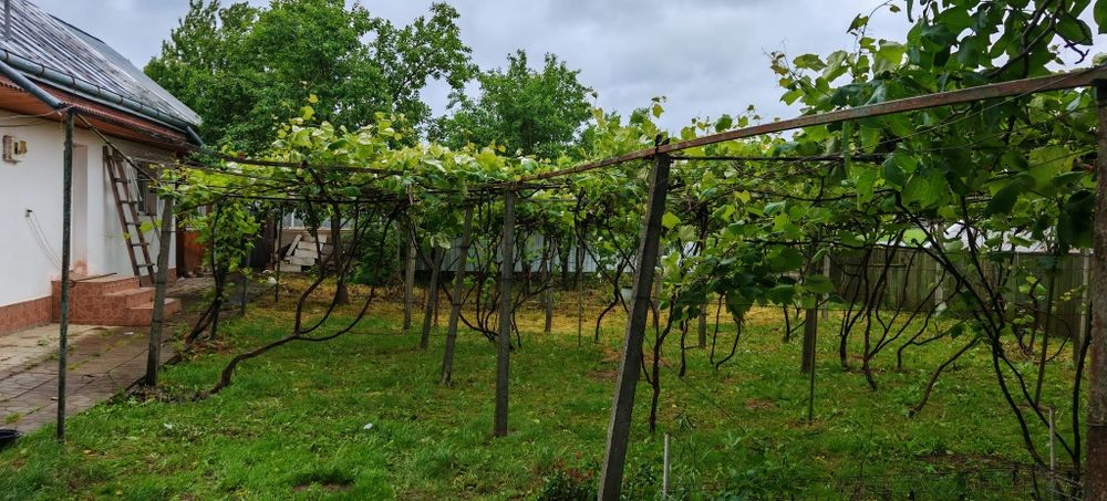 Casă bătrânească, locuibilă cu puțină gospodărire.
