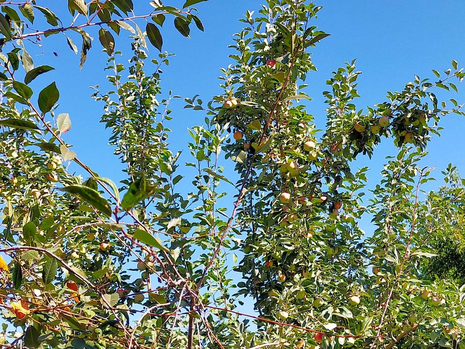 Продам дачу в черте города (район гипермаркет Анвар)