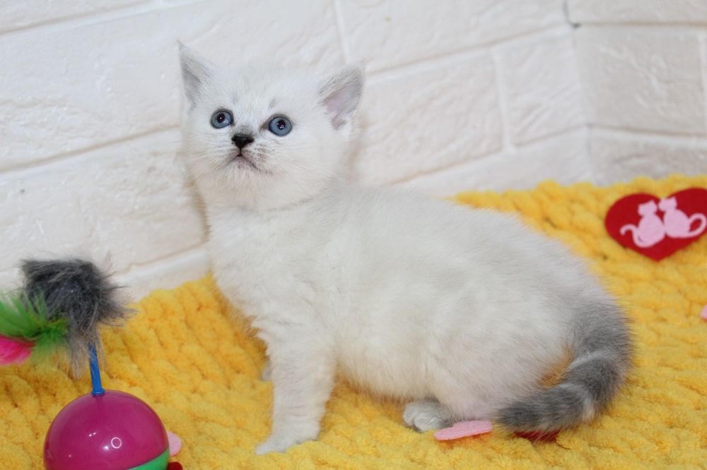 Шотландские котята