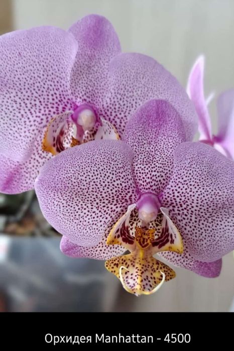 Цветы комнатные продам