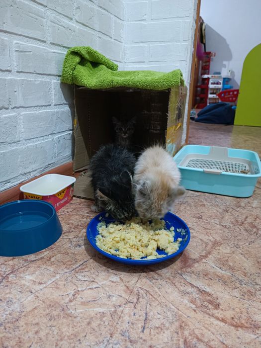 Отдам котят бесплатно