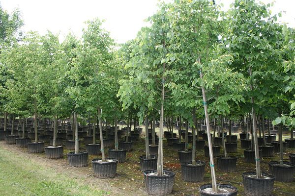 Producator Platan / tei argintiu / mesteacan / tuia / brad