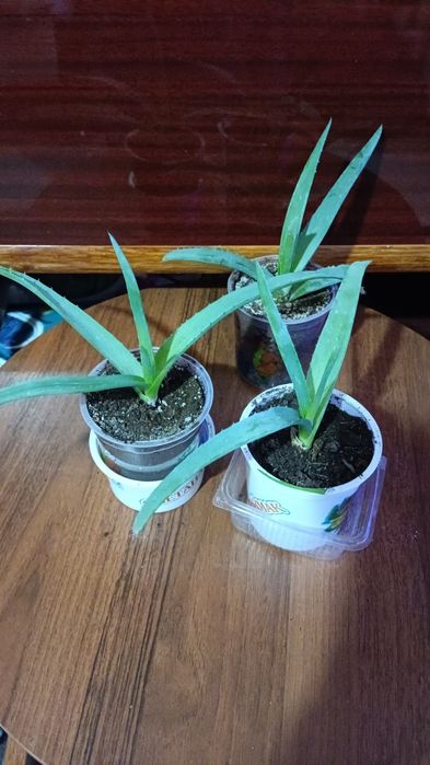 Продам АЛОЕ  по 300