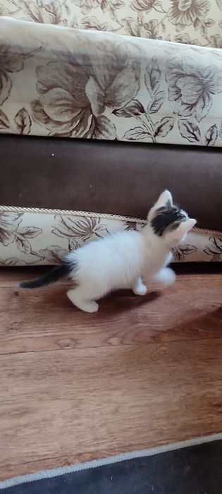 Отдам красивых котят