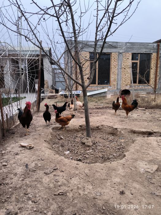 Tovuq va Xo'roz sotiladi. Продаю куры и петухов