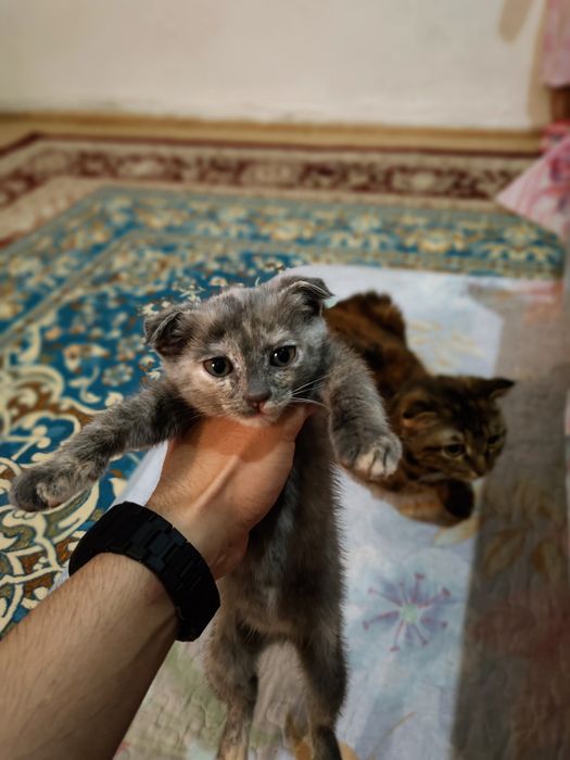 Котики маленькие