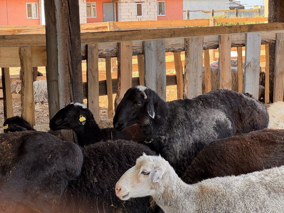 Продам Кошкара Барананов