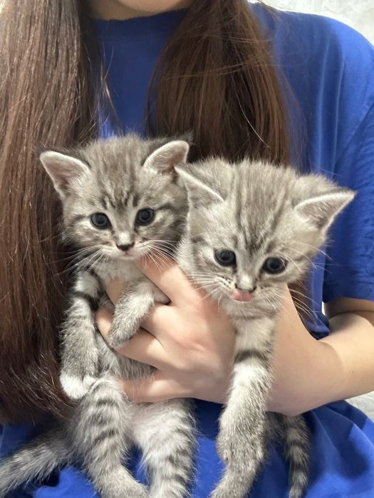 Котята скоттиш страйт