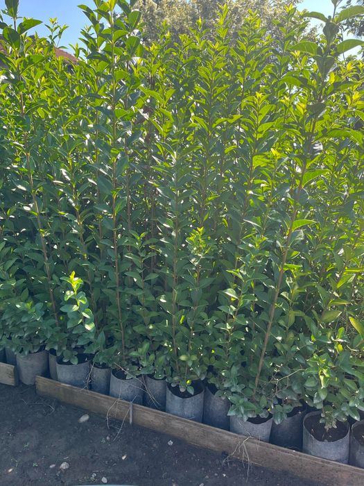 Лигуструм овалифолиум