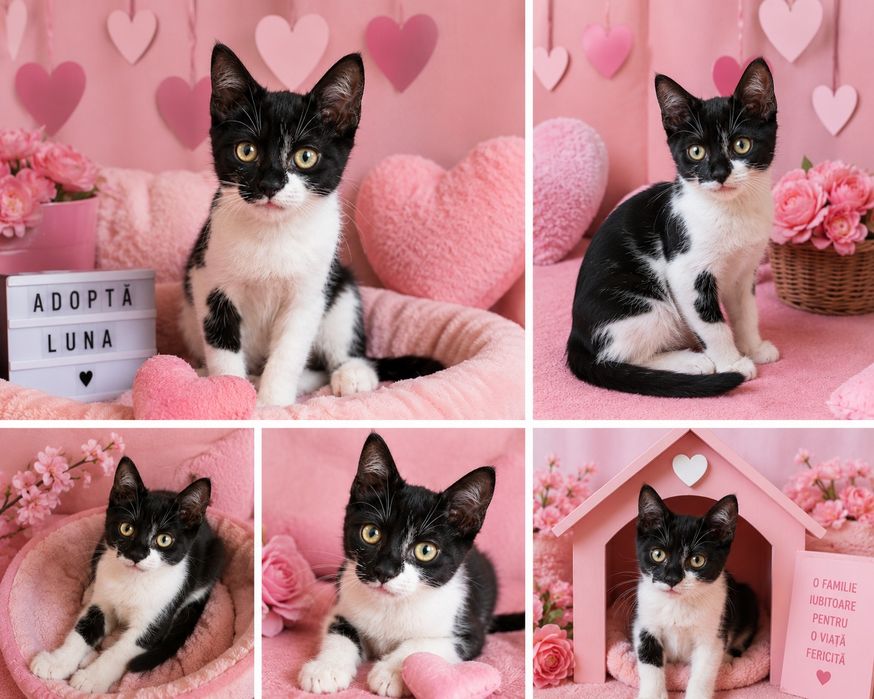 Luna 2 luni ,fetita iubitoare pentru adoptii