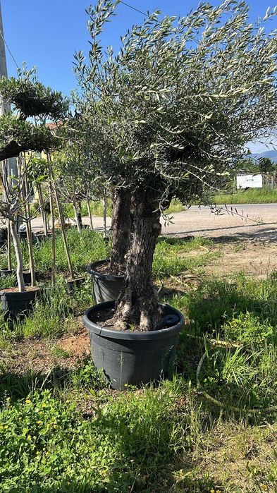 Pepiniera noastră va pune la dispoziție multe conifere