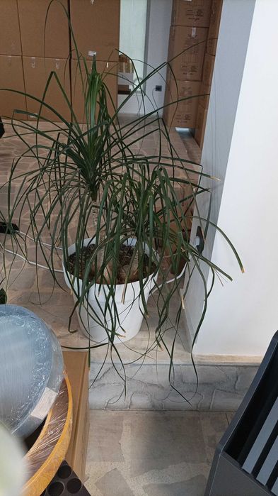 Продавам кактуси, нолина