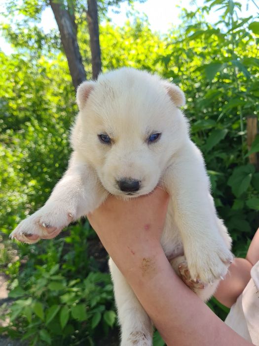 продам щенков Сибирской хаски