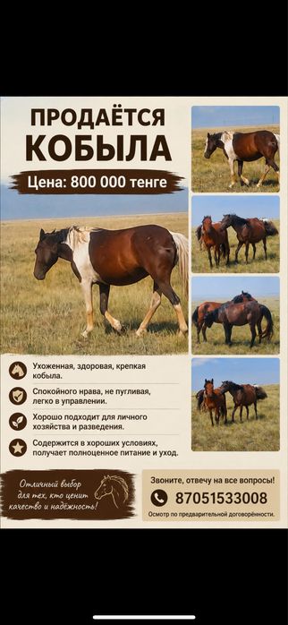 Продаются здоровые,ухоженные кобылы
