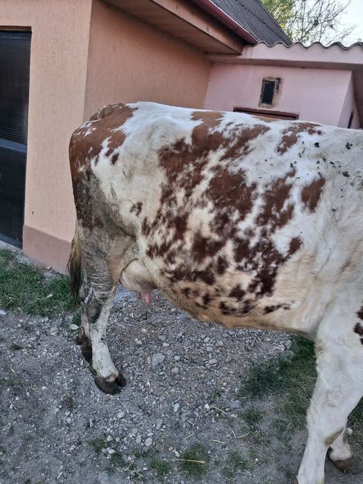 Vând vaca baltata româneasca  de 8 ani