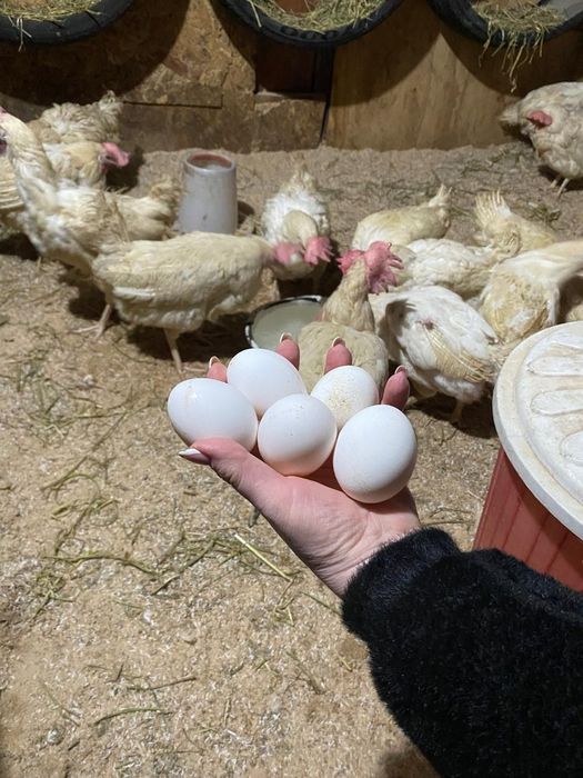 Продаются куры несушки