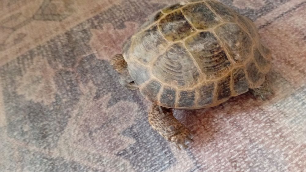 Продается черепаха 3000