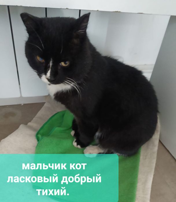 Кот мальчик взрослый умный