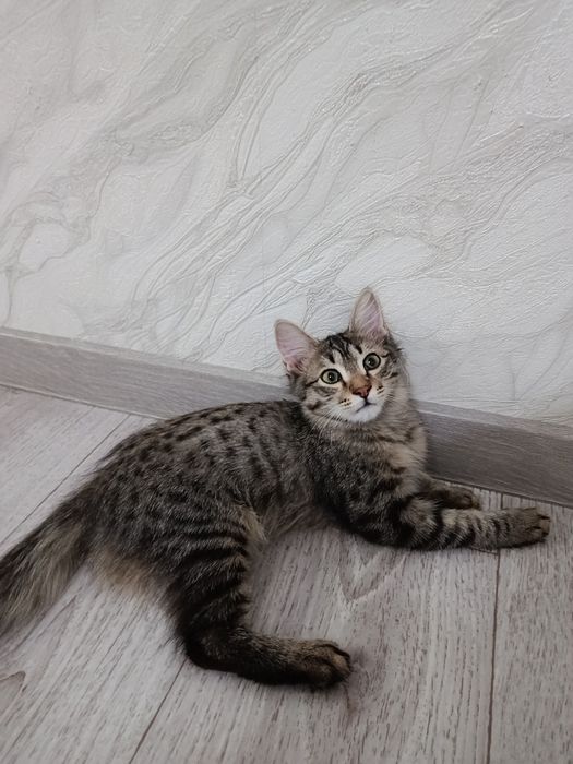 Умные котята в добрые руки