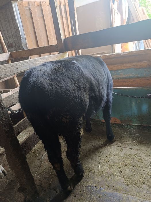 Продаеться телочки 9-10 месячные