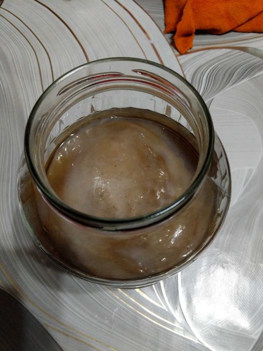 Чайный гриб комбуча