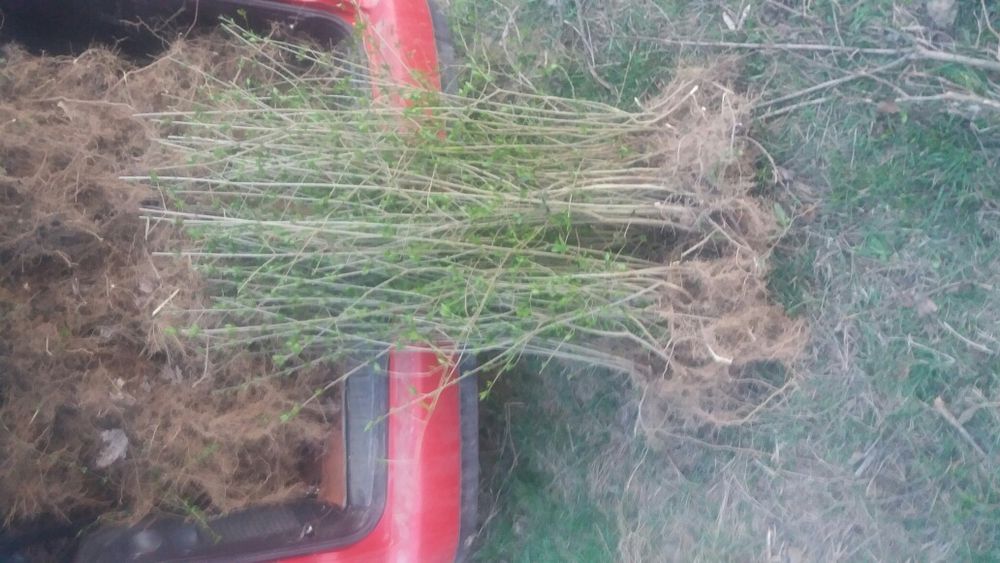 Lemn caineac gard viu