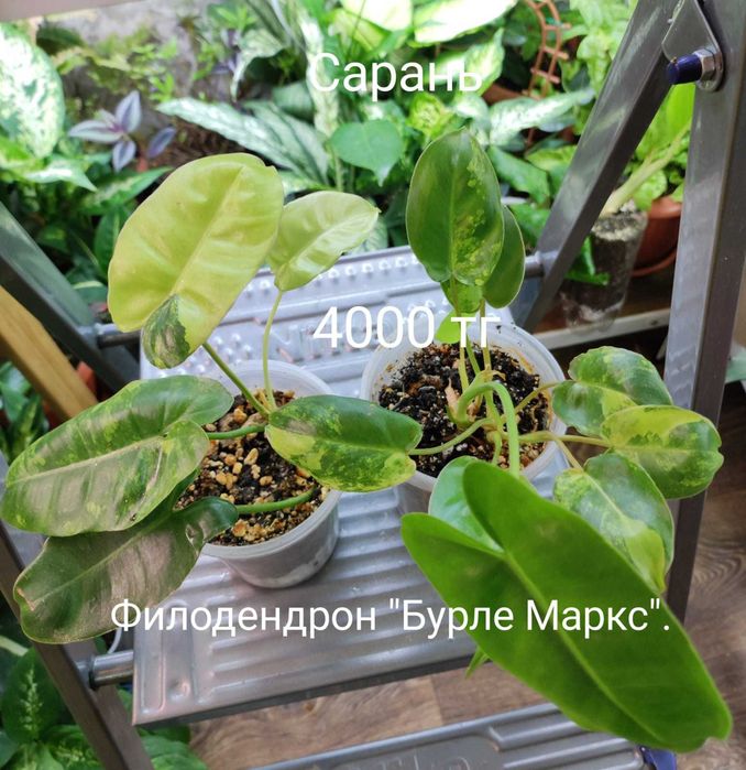 Филодендрон филодендрон