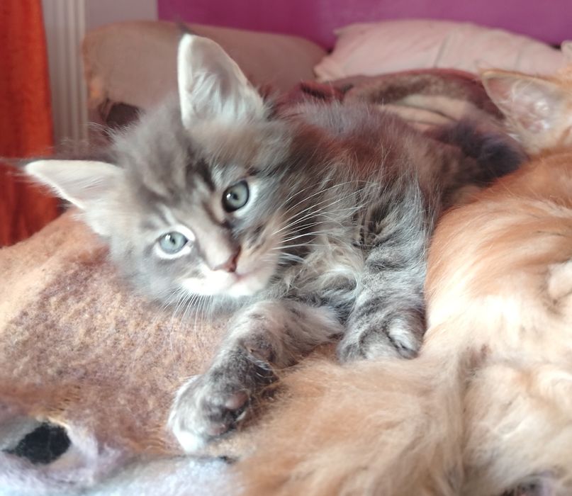 Băiețel Maine Coon