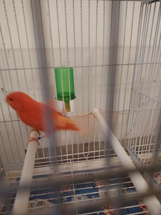 Canari de vanzare
