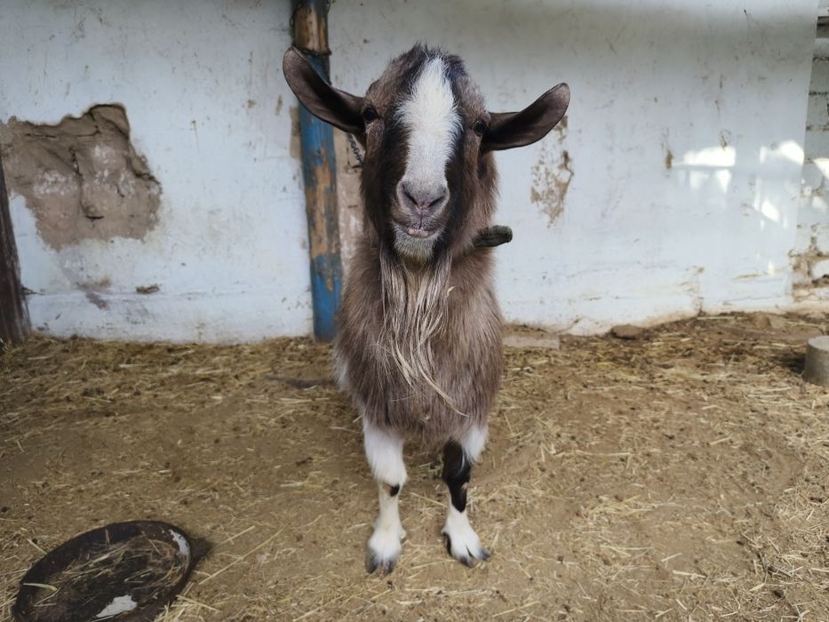 Продаем козу и козла