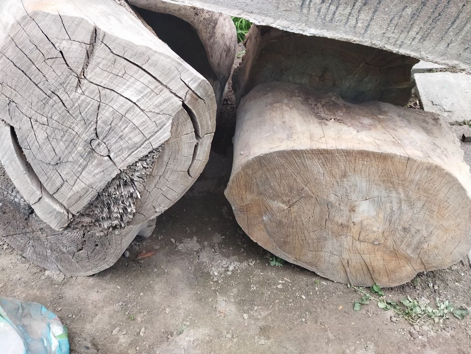 Қарағаштың кесілген шөркелер сатылады,