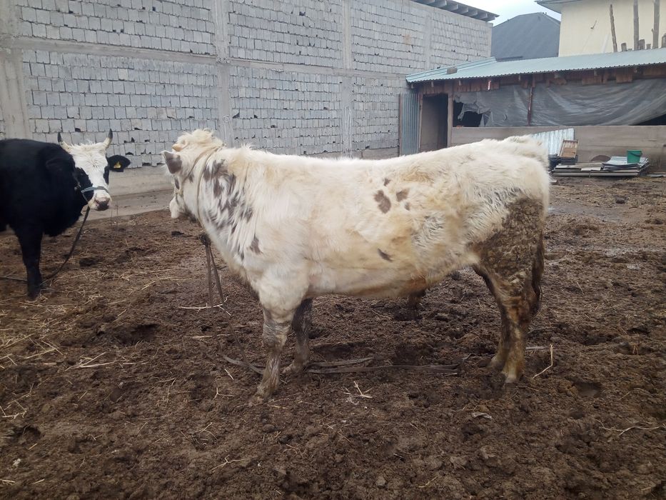 Осы бука сатилади 780минг