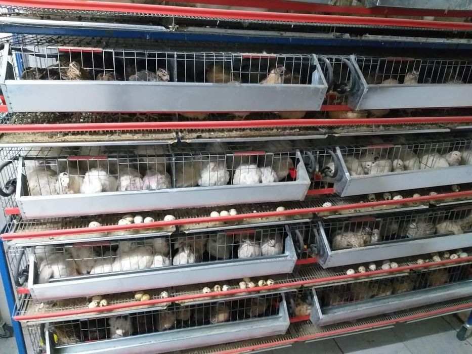 Vând oua de prepelita și oua pentru incubator furajate natural