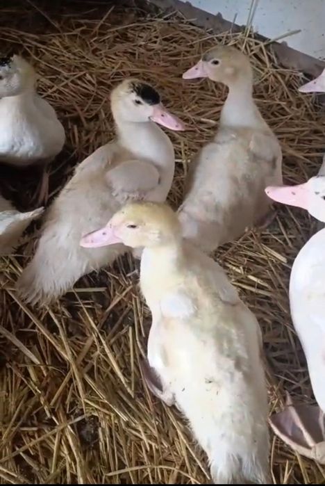 Индаутка сатамын