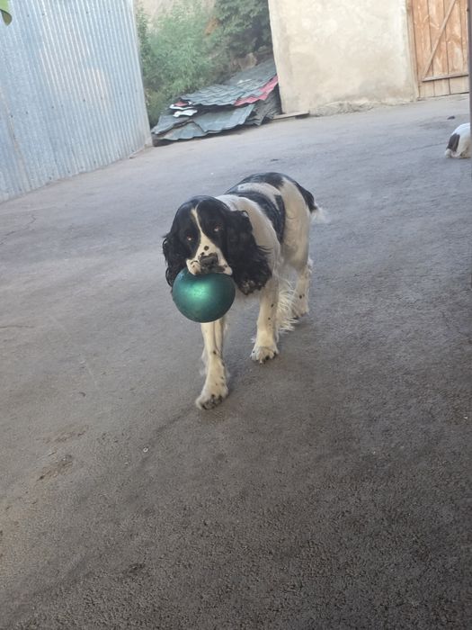 Спаниели от рабочих собак