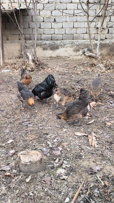 Rossiya liniya privoznoy bollari LAKADENZA 1+7  TOVUQLARİ