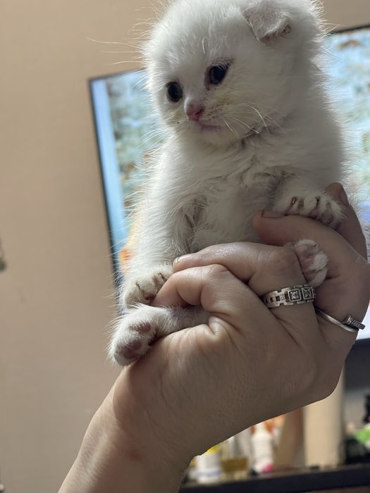 Котята скоттиш фолд