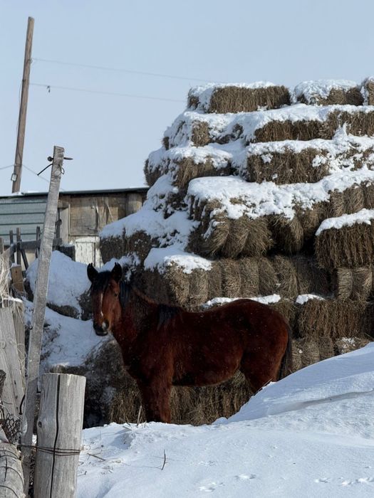 продам тай срочно