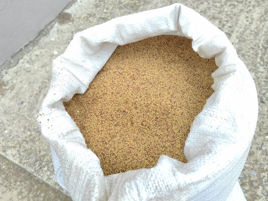 Люцерно семе Плевен 6 реколта 2025