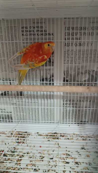 Певчие попугай Атласные