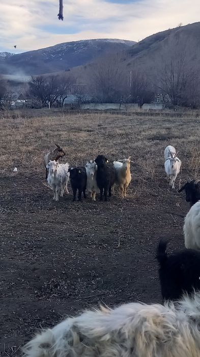 Продам молодых коз