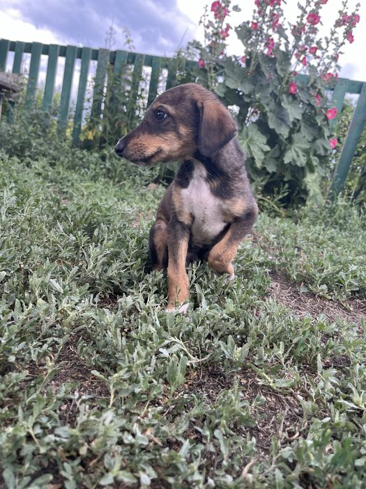 Тазы күшіктері ( щенки тазы)