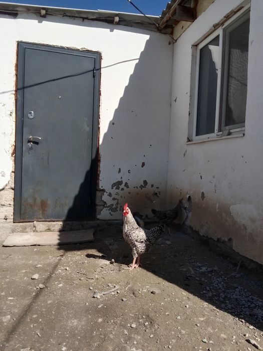 7 айлык атештер сатылады 4штук