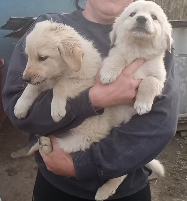 Cățelusi de 1 lună jumătate .