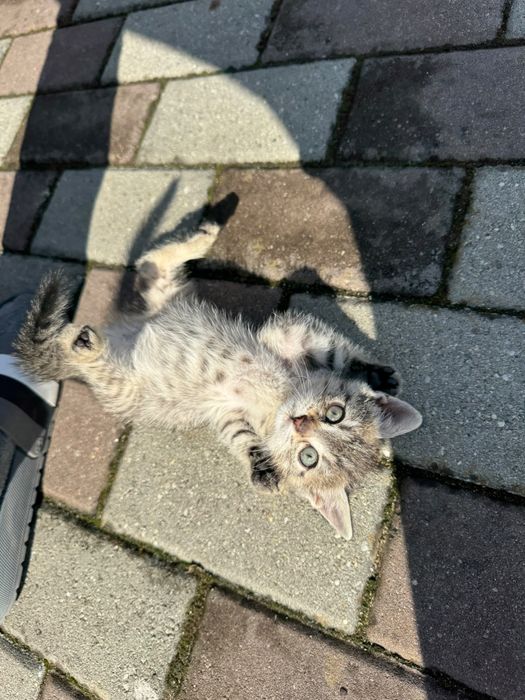 Pisici spre adoptie