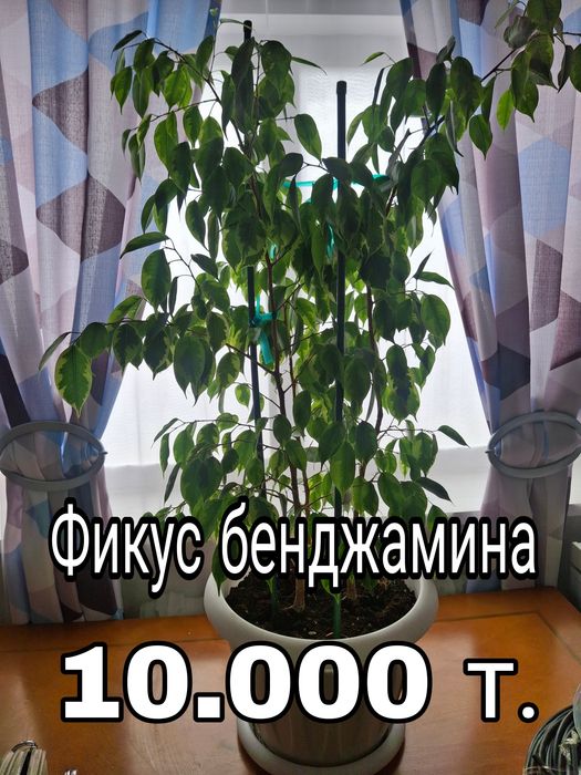 Аглаонема комнатные