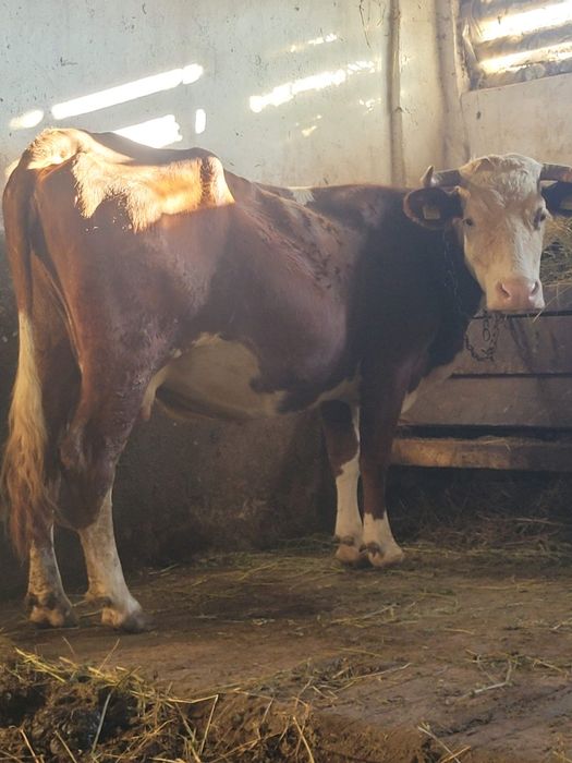 Vând vaca gestanta în 8 luni!