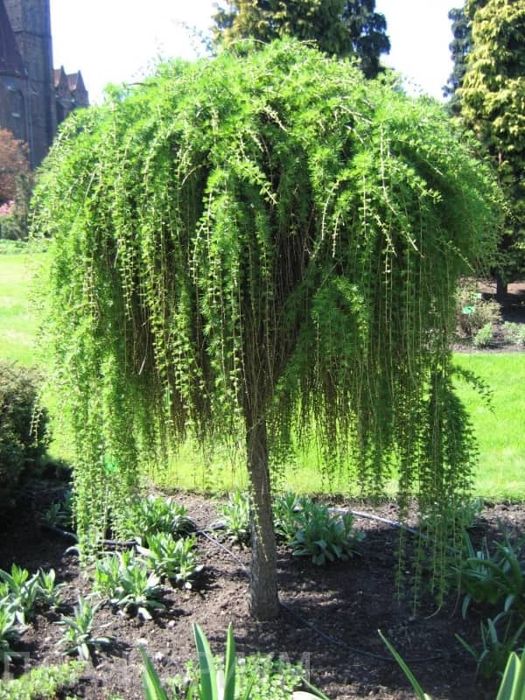 Larix Plângător.