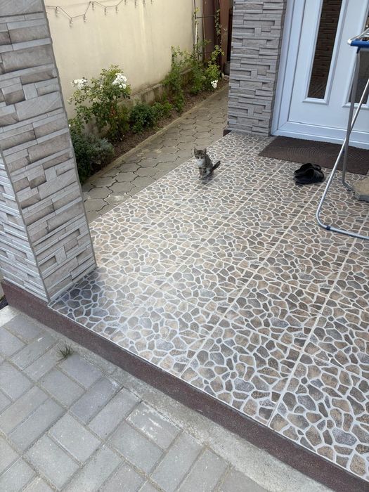 Pisicuțe ,pisicuțe pentru iubitorii de FELINE, GRATUIT !