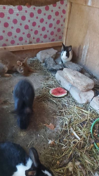 Quyonla sotladi xamasi 3 Katta 3 maydasi